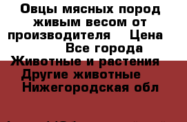 Овцы мясных пород живым весом от производителя. › Цена ­ 110 - Все города Животные и растения » Другие животные   . Нижегородская обл.